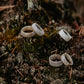Antler Band